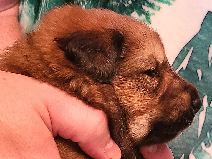 chinook puppy